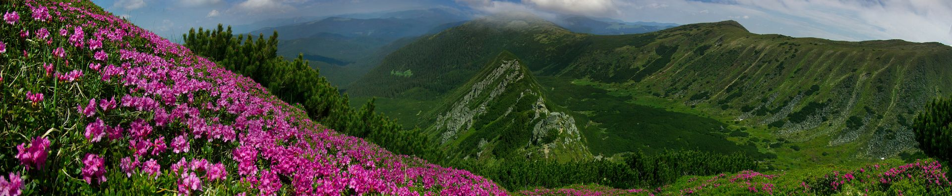 Valley of Flowers